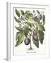 Aubergine: Melanzana fructu pallido, from the 'Hortus Eystettensis' by Basil Besler-null-Framed Giclee Print