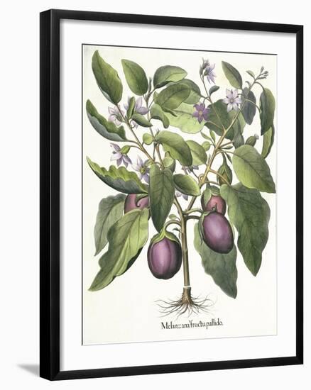 Aubergine: Melanzana fructu pallido, from the 'Hortus Eystettensis' by Basil Besler-null-Framed Giclee Print