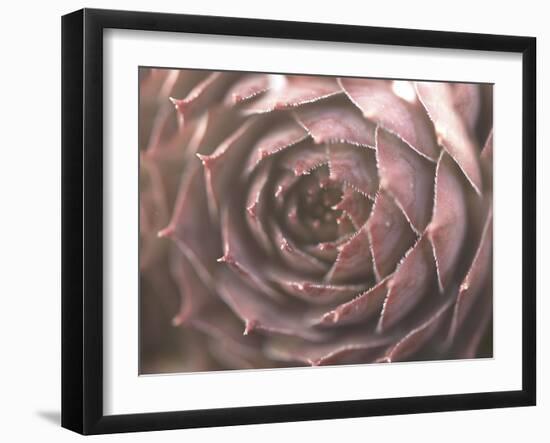 Aubergine-Christy Ann-Framed Premium Giclee Print