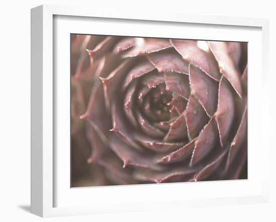 Aubergine-Christy Ann-Framed Premium Giclee Print