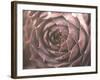 Aubergine-Christy Ann-Framed Giclee Print