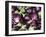 Aubergines on a Market Stall-Amanda Hall-Framed Photographic Print