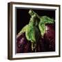 Aubergines-null-Framed Art Print