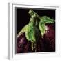 Aubergines-null-Framed Art Print