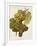 Aubin Blanc Grape-A. Kreyder-Framed Giclee Print