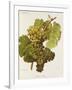 Aubin Blanc Grape-A. Kreyder-Framed Giclee Print