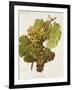 Aubin Blanc Grape-A. Kreyder-Framed Giclee Print