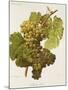 Aubin Blanc Grape-A. Kreyder-Mounted Giclee Print