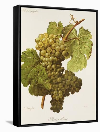 Aubin Blanc Grape-A. Kreyder-Framed Stretched Canvas