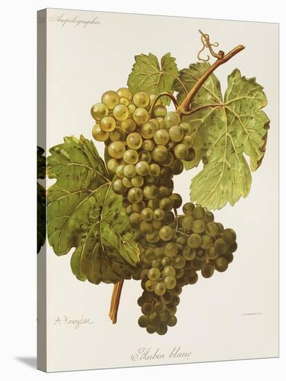 Aubin Blanc Grape-A. Kreyder-Stretched Canvas
