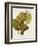 Aubin Blanc Grape-A. Kreyder-Framed Giclee Print