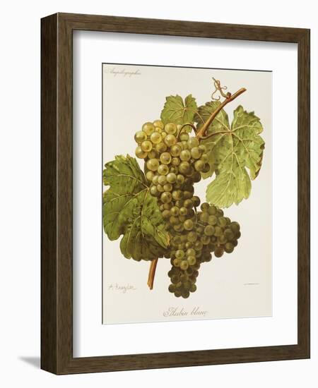 Aubin Blanc Grape-A. Kreyder-Framed Giclee Print