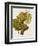 Aubin Blanc Grape-A. Kreyder-Framed Giclee Print