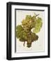 Aubin Blanc Grape-A. Kreyder-Framed Giclee Print