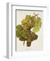 Aubin Blanc Grape-A. Kreyder-Framed Giclee Print