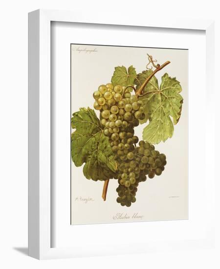 Aubin Blanc Grape-A. Kreyder-Framed Giclee Print
