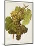 Aubin Blanc Grape-A. Kreyder-Mounted Giclee Print