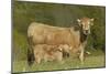 Aubrac Cow with Calf in Field-null-Mounted Photographic Print
