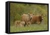 Aubrac Cows with Calf-null-Framed Stretched Canvas