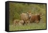 Aubrac Cows with Calf-null-Framed Stretched Canvas