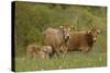 Aubrac Cows with Calf-null-Stretched Canvas