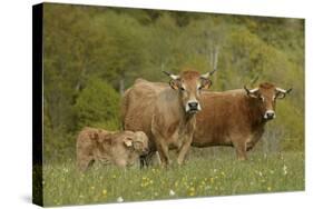 Aubrac Cows with Calf-null-Stretched Canvas