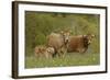 Aubrac Cows with Calf-null-Framed Photographic Print