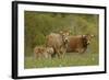 Aubrac Cows with Calf-null-Framed Photographic Print