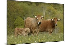 Aubrac Cows with Calf-null-Mounted Photographic Print
