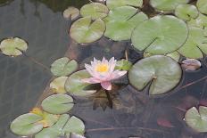 Waterlily, Pink-Aubrey Huggins-Photographic Print