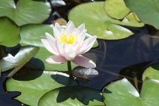 Waterlily (White)-Aubrey Huggins-Photographic Print