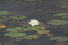 Waterlily (White)-Aubrey Huggins-Photographic Print