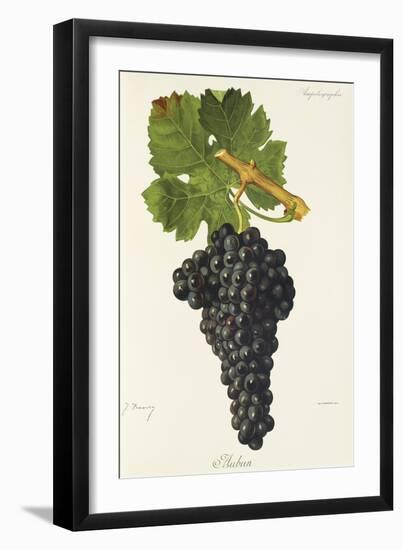 Aubun Grape-J. Troncy-Framed Giclee Print