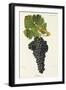 Aubun Grape-J. Troncy-Framed Giclee Print
