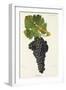 Aubun Grape-J. Troncy-Framed Giclee Print