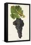 Aubun Grape-J. Troncy-Framed Stretched Canvas