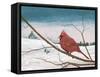 Auburn Cardinal-James Redding-Framed Stretched Canvas