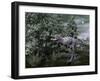 Aucasaurus Dinosaur Amongst Wollemia Trees and Onychiopsis Plants-Stocktrek Images-Framed Art Print