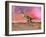 Aucasaurus Dinosaur Roaring in the Desert by Sunset-null-Framed Art Print