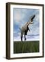 Aucasaurus Dinosaur Running on the Green Grass with Mouth Open-null-Framed Art Print