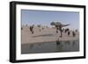 Aucasaurus Running Along the Shore-null-Framed Art Print