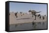 Aucasaurus Running Along the Shore-null-Framed Stretched Canvas