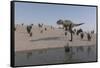Aucasaurus Running Along the Shore-null-Framed Stretched Canvas
