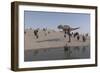 Aucasaurus Running Along the Shore-null-Framed Premium Giclee Print