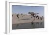 Aucasaurus Running Along the Shore-null-Framed Premium Giclee Print