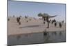 Aucasaurus Running Along the Shore-null-Mounted Premium Giclee Print