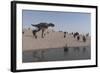 Aucasaurus Running Along the Shore-null-Framed Art Print