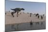 Aucasaurus Running Along the Shore-null-Mounted Art Print