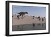 Aucasaurus Running Along the Shore-null-Framed Premium Giclee Print