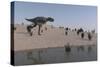 Aucasaurus Running Along the Shore-null-Stretched Canvas